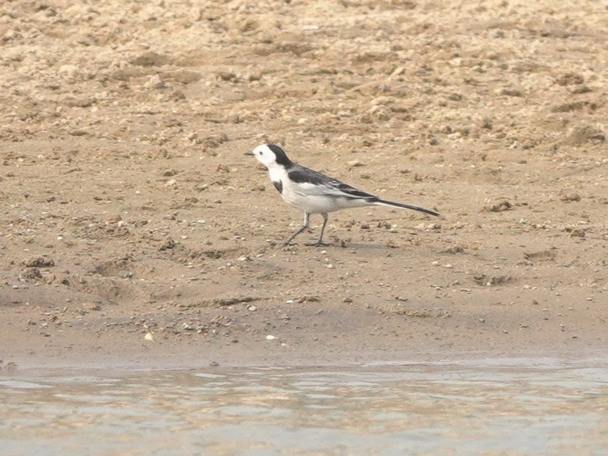 White Wagtail - ML646788303