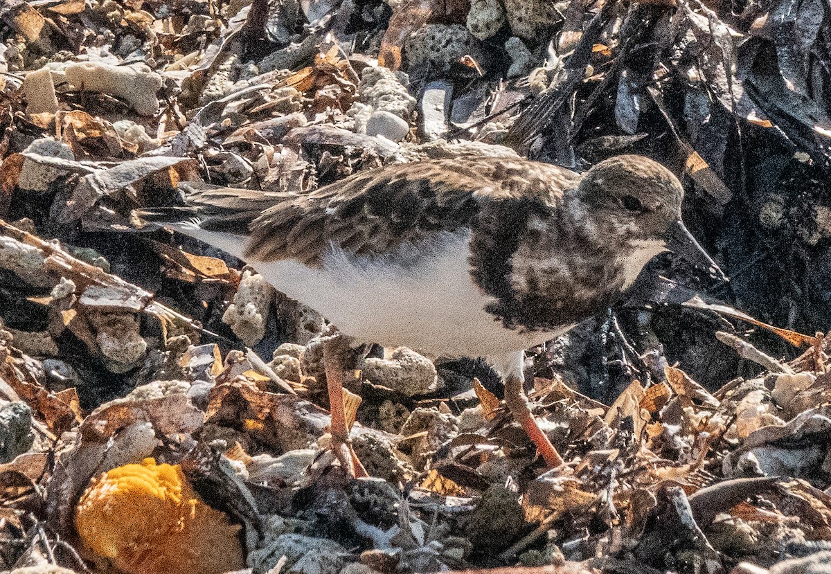 Ruddy Turnstone - ML646788304