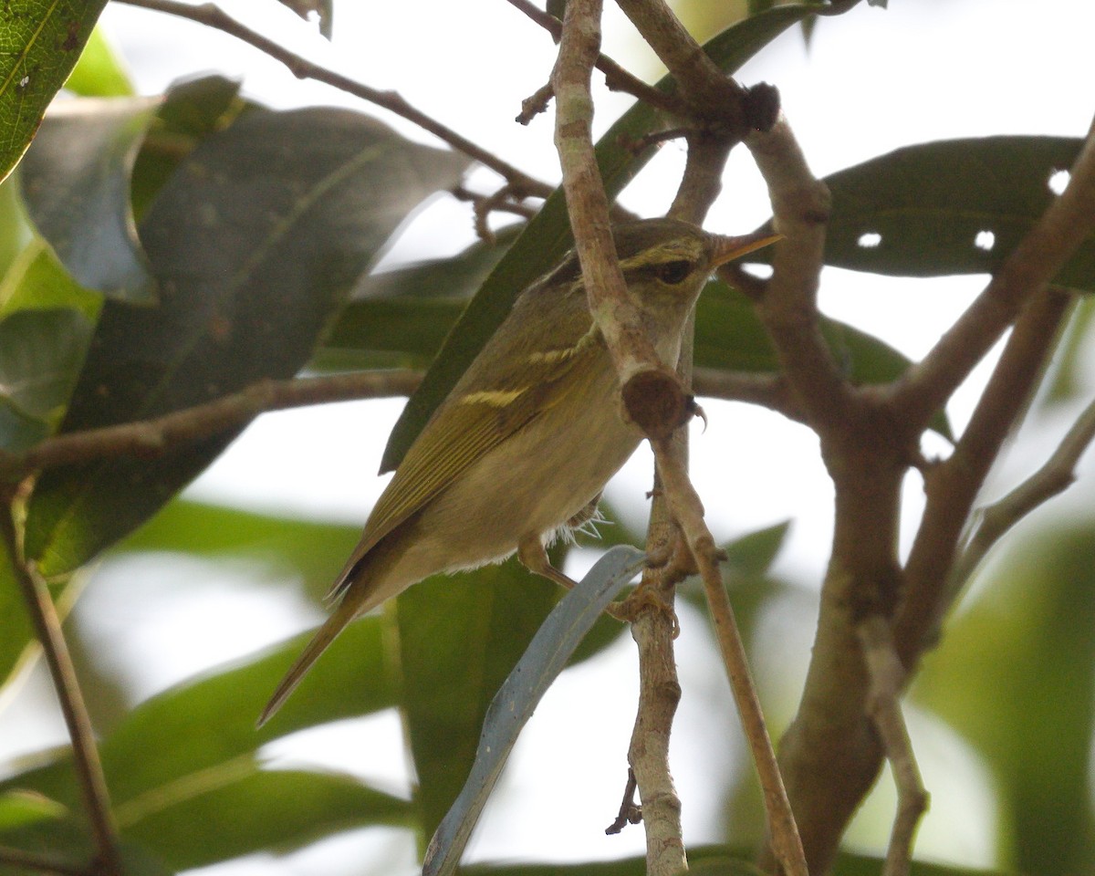 Вівчарик широкобровий - ML646788305