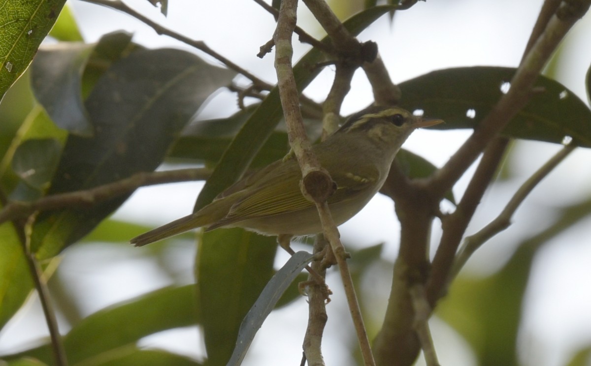 Вівчарик широкобровий - ML646788306