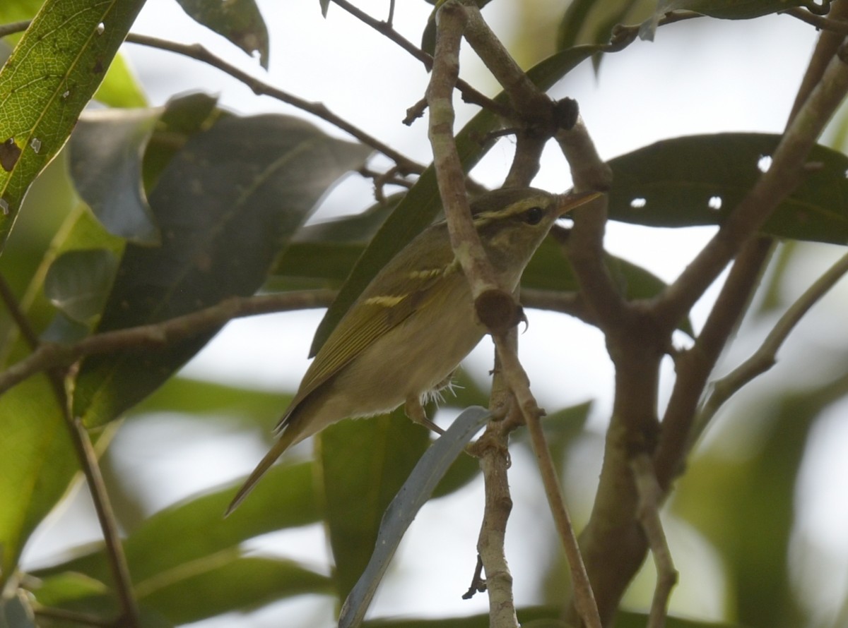 Вівчарик широкобровий - ML646788307