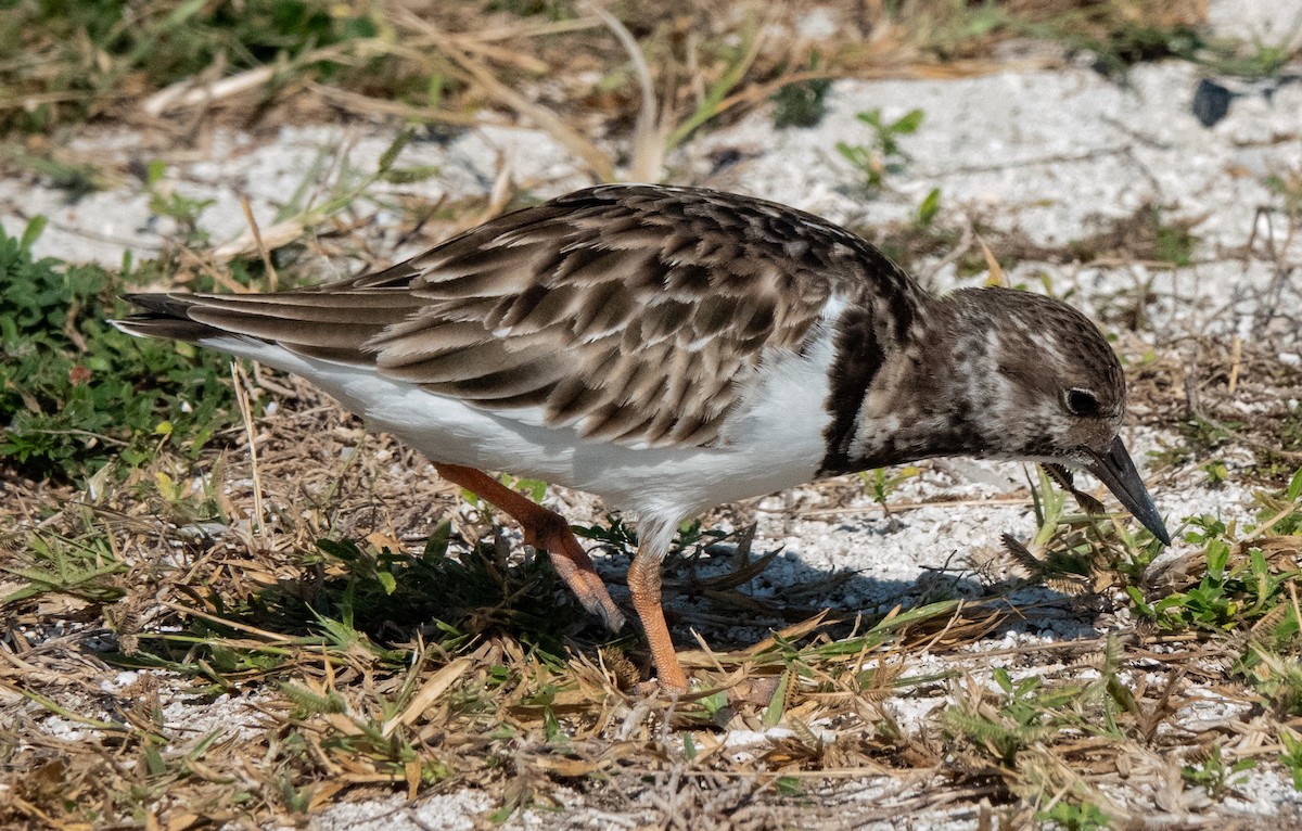 Ruddy Turnstone - ML646788309