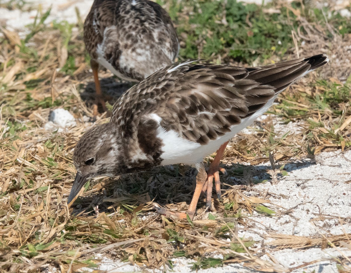 Ruddy Turnstone - ML646788310
