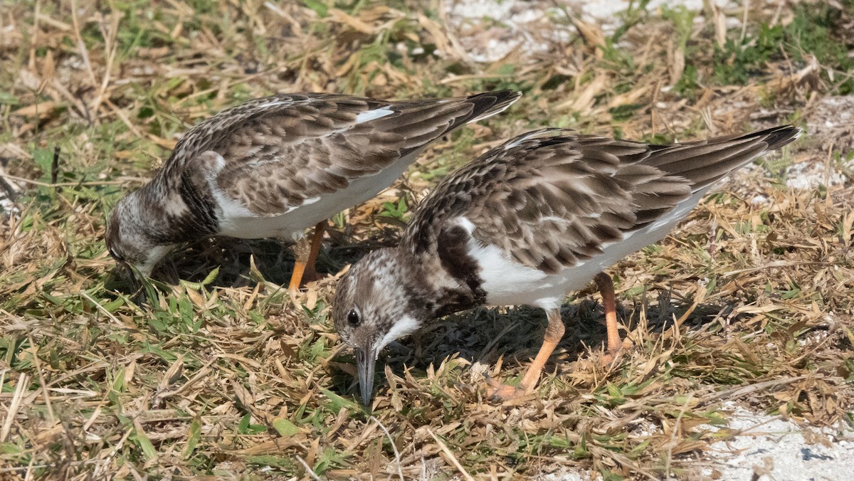 Ruddy Turnstone - ML646788311