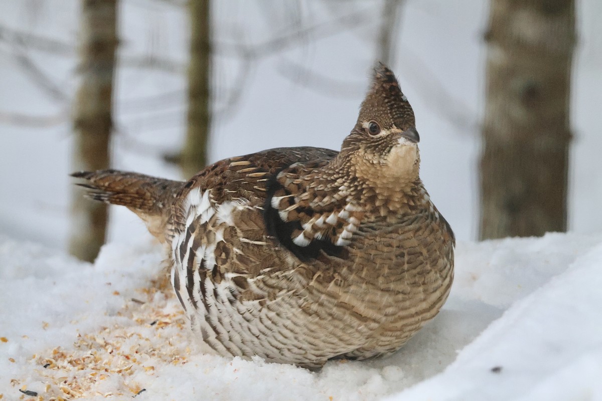 Ruffed Grouse - ML646788314