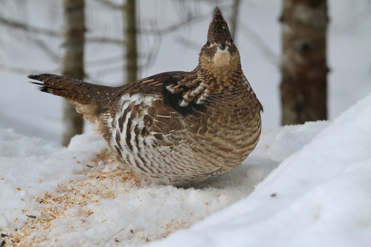 Ruffed Grouse - ML646788315