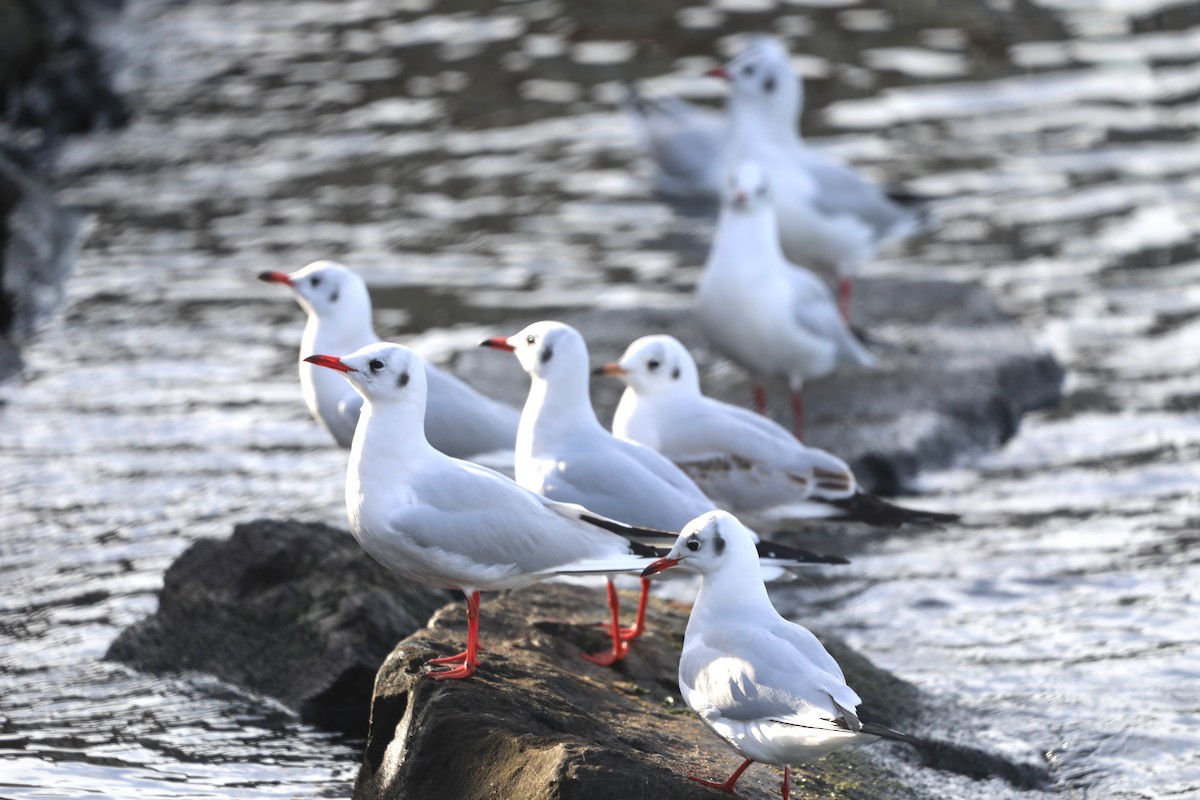 Lachmöwe - ML646788316