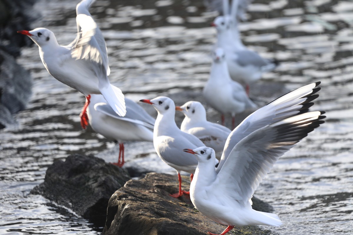 Lachmöwe - ML646788317