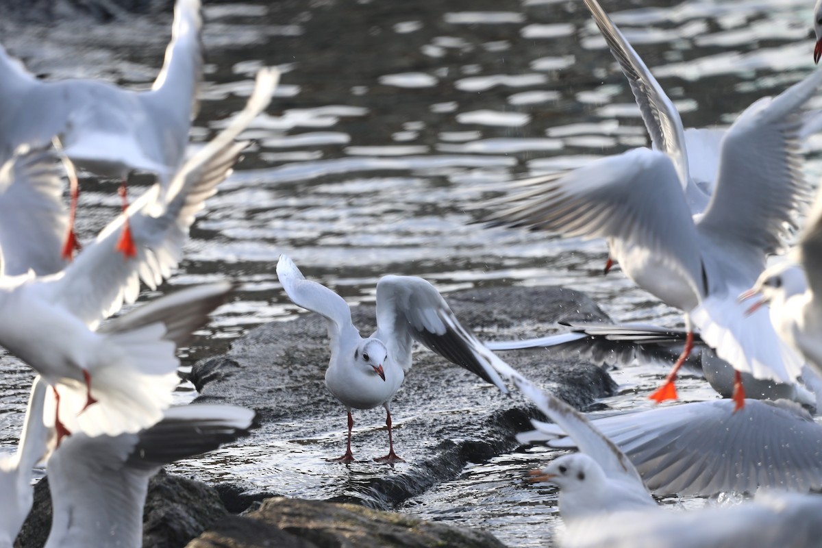 Lachmöwe - ML646788318