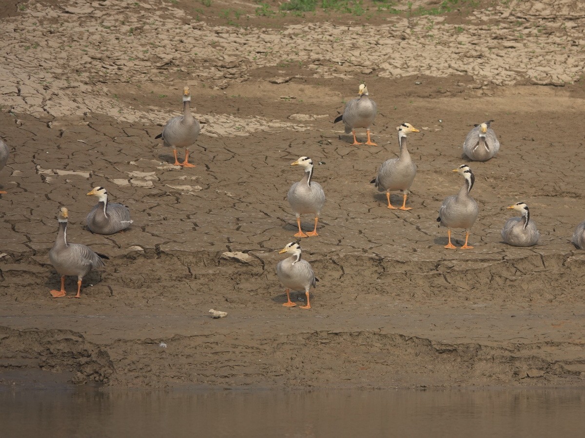 Bar-headed Goose - ML646788319