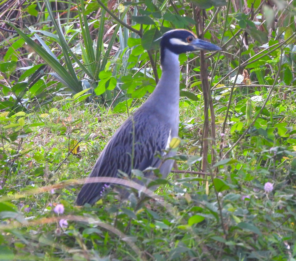 Yellow-crowned Night Heron - ML646788320