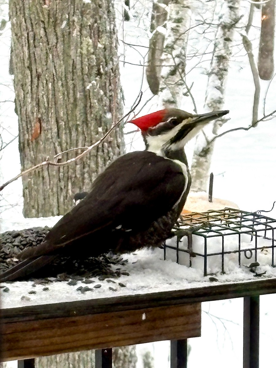 Pileated Woodpecker - ML646788328