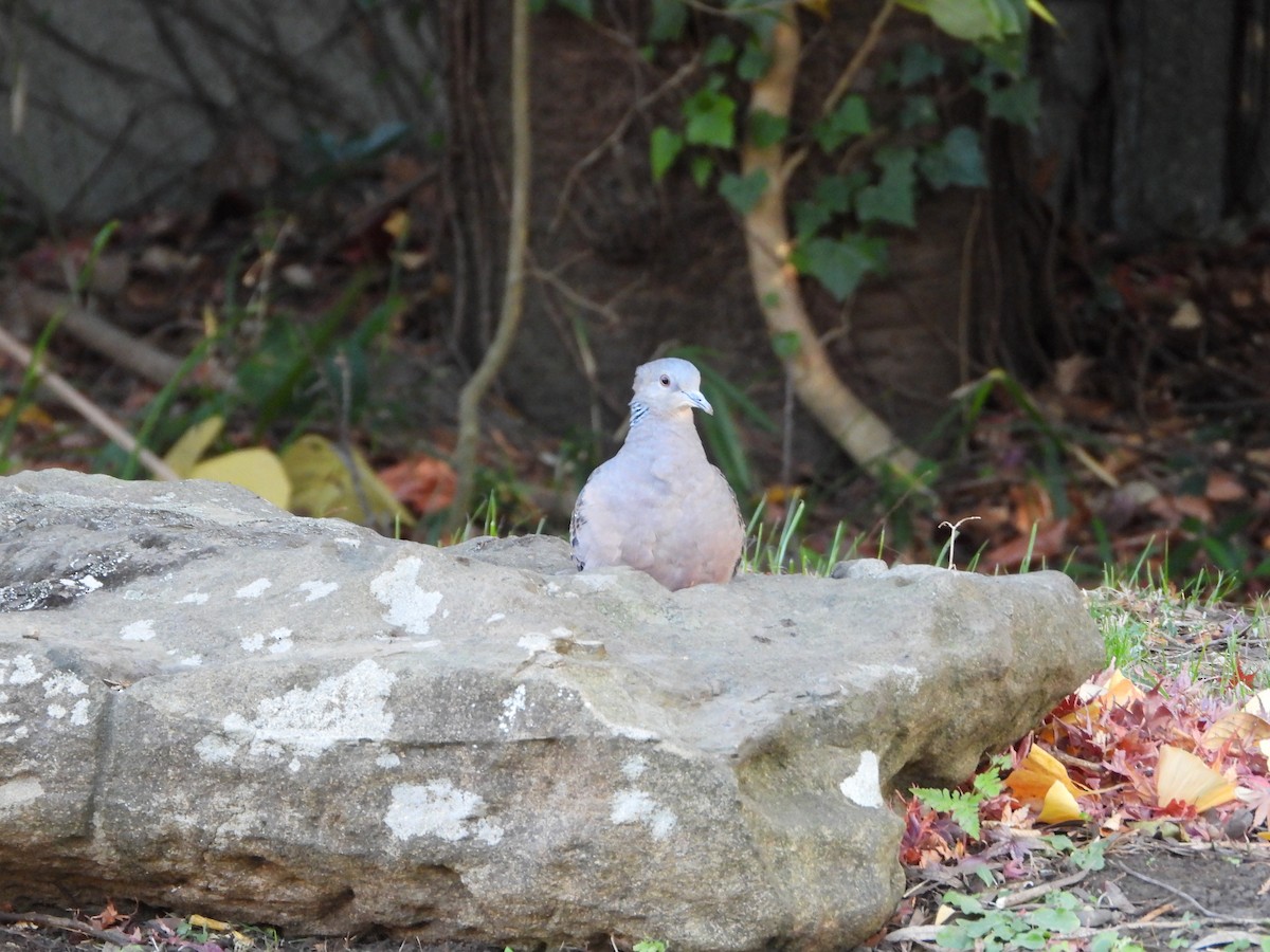 mongolturteldue - ML646788332