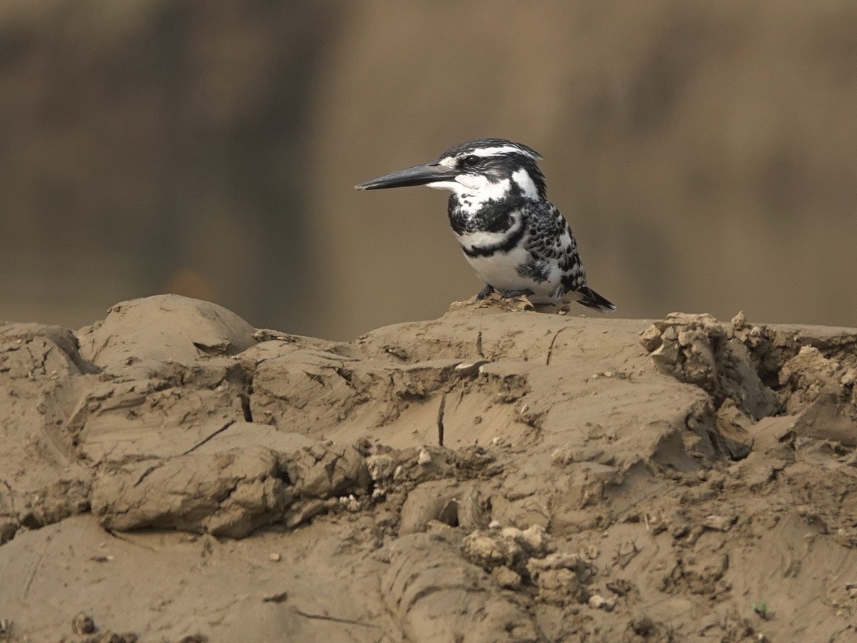 Pied Kingfisher - ML646788335