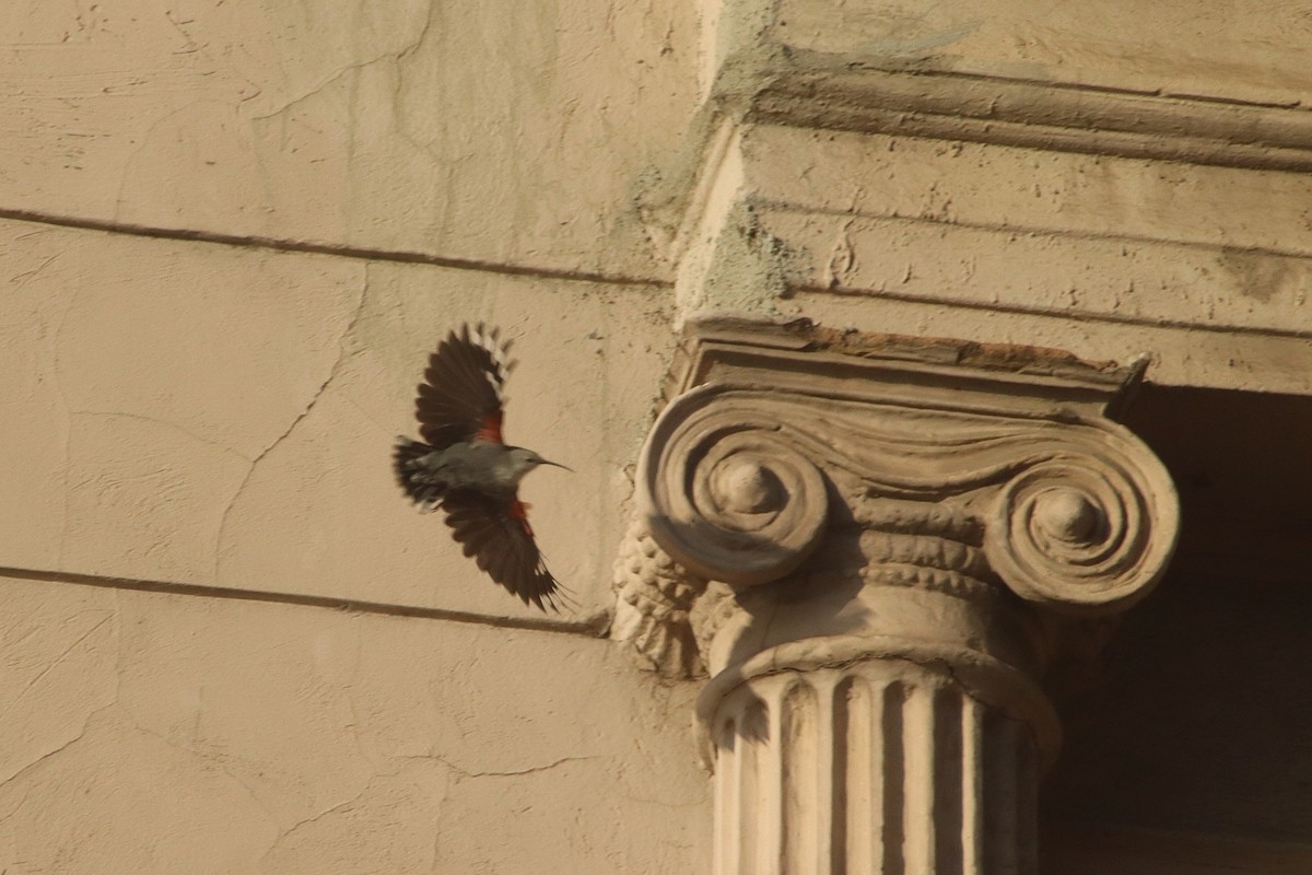 Хэрмийн бялзуухай - ML646788336