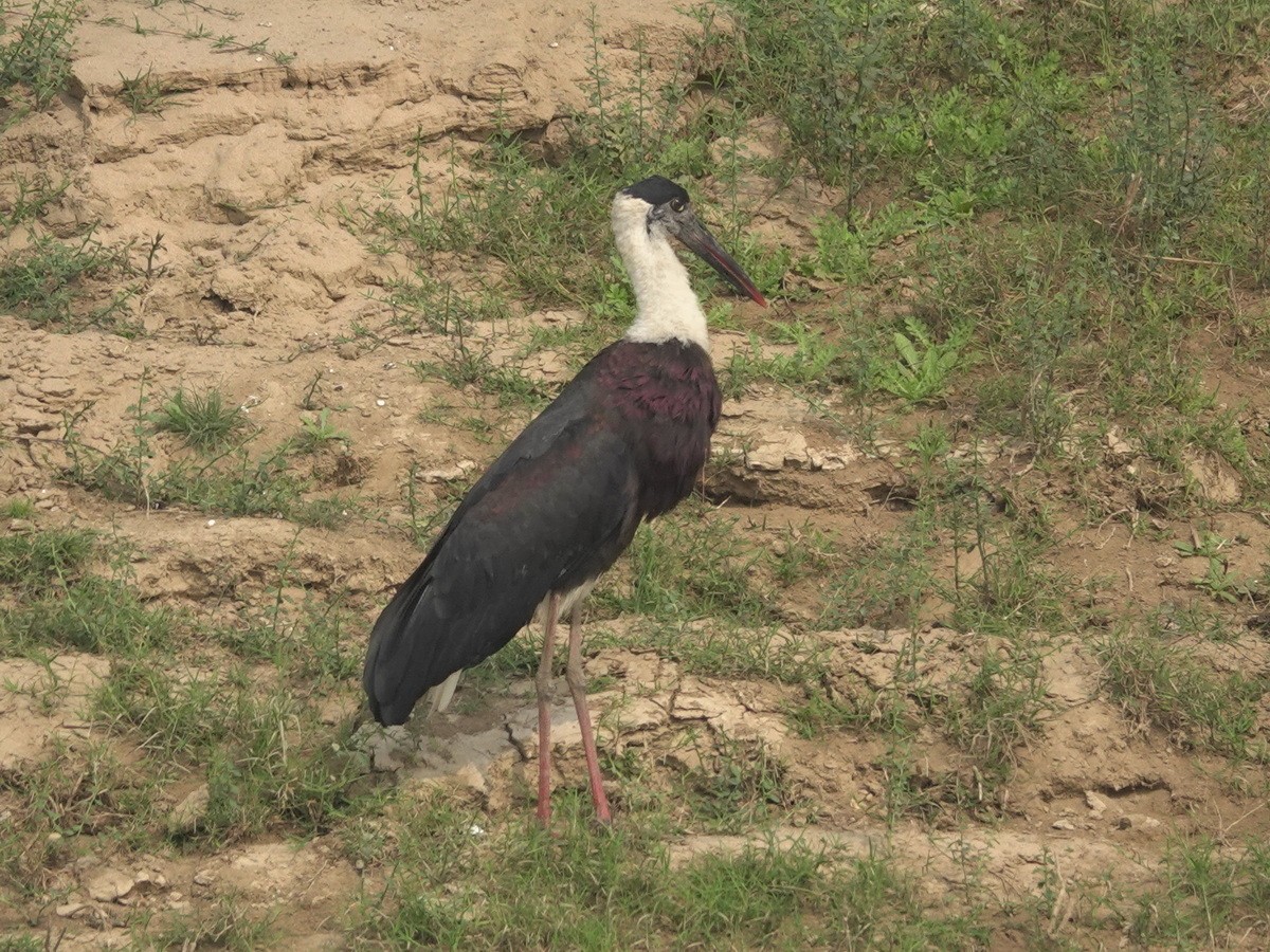 Asian Woolly-necked Stork - ML646788339