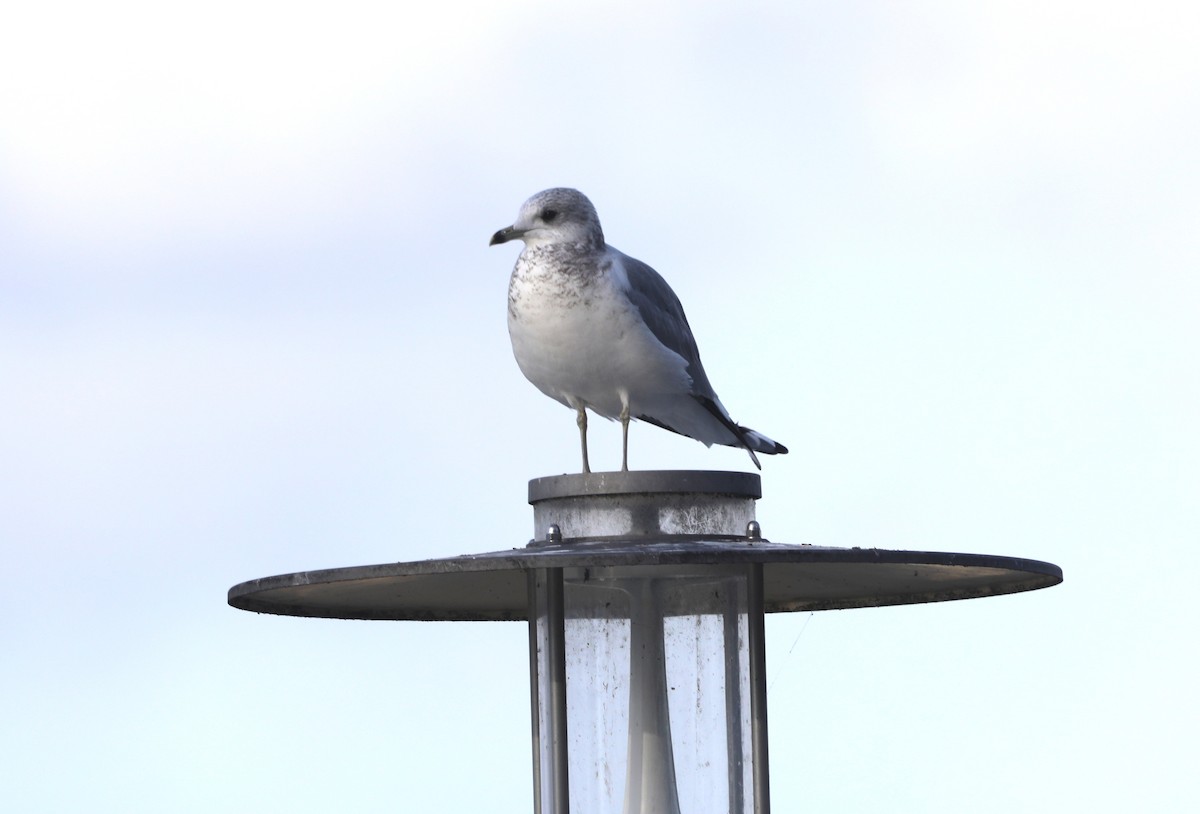 Sturmmöwe - ML646788342