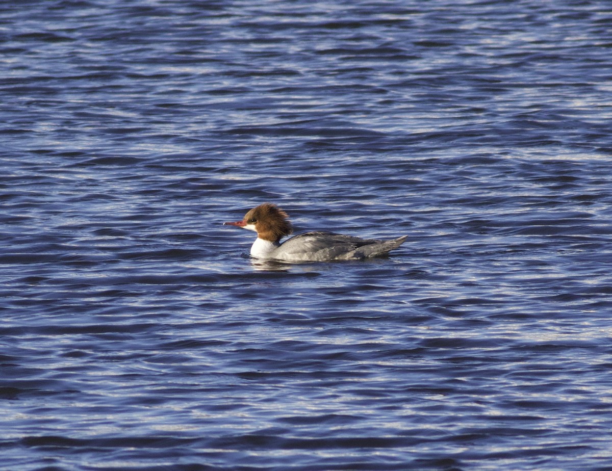 Serreta Grande - ML646788344