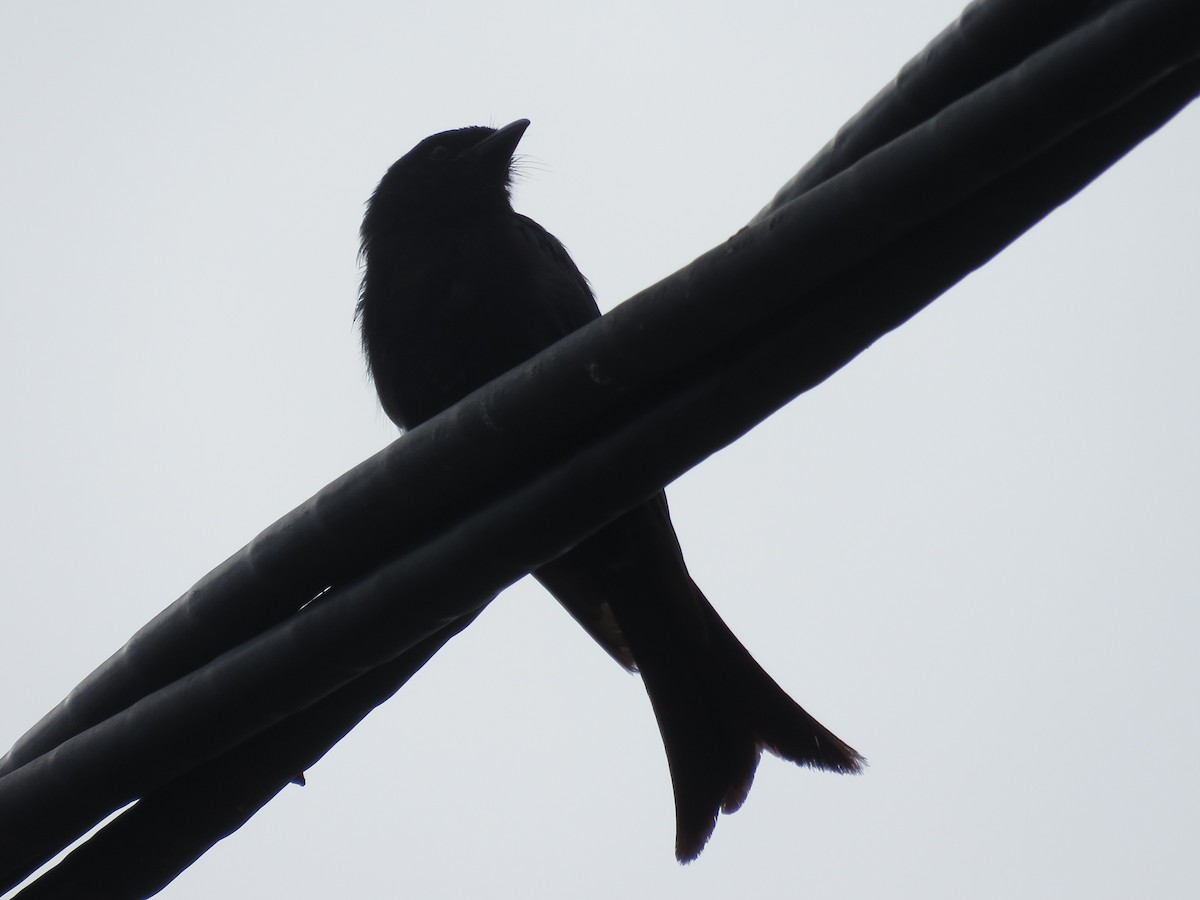 Fork-tailed Drongo - ML646788348