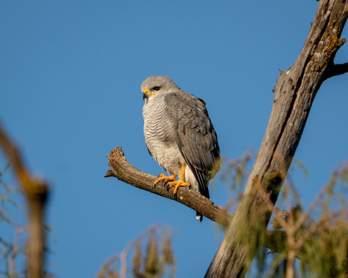 Gray Hawk - ML646788349