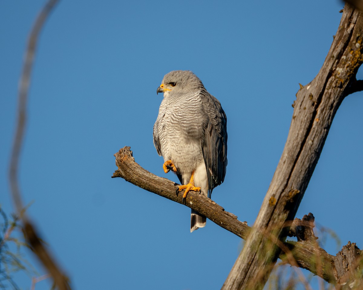 Gray Hawk - ML646788350
