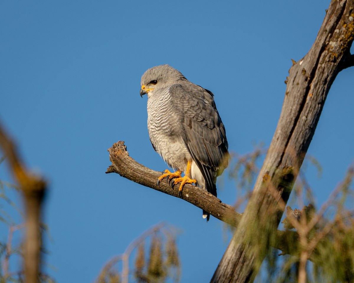 Gray Hawk - ML646788351