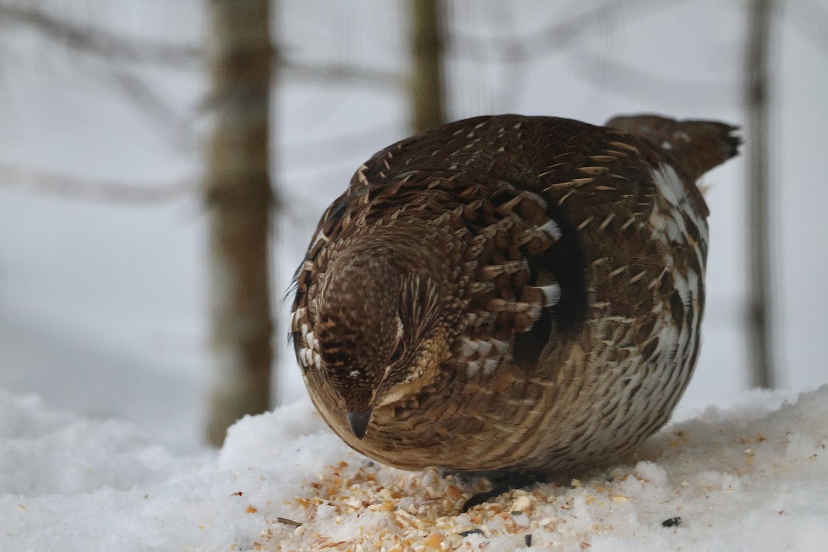 Ruffed Grouse - ML646788352