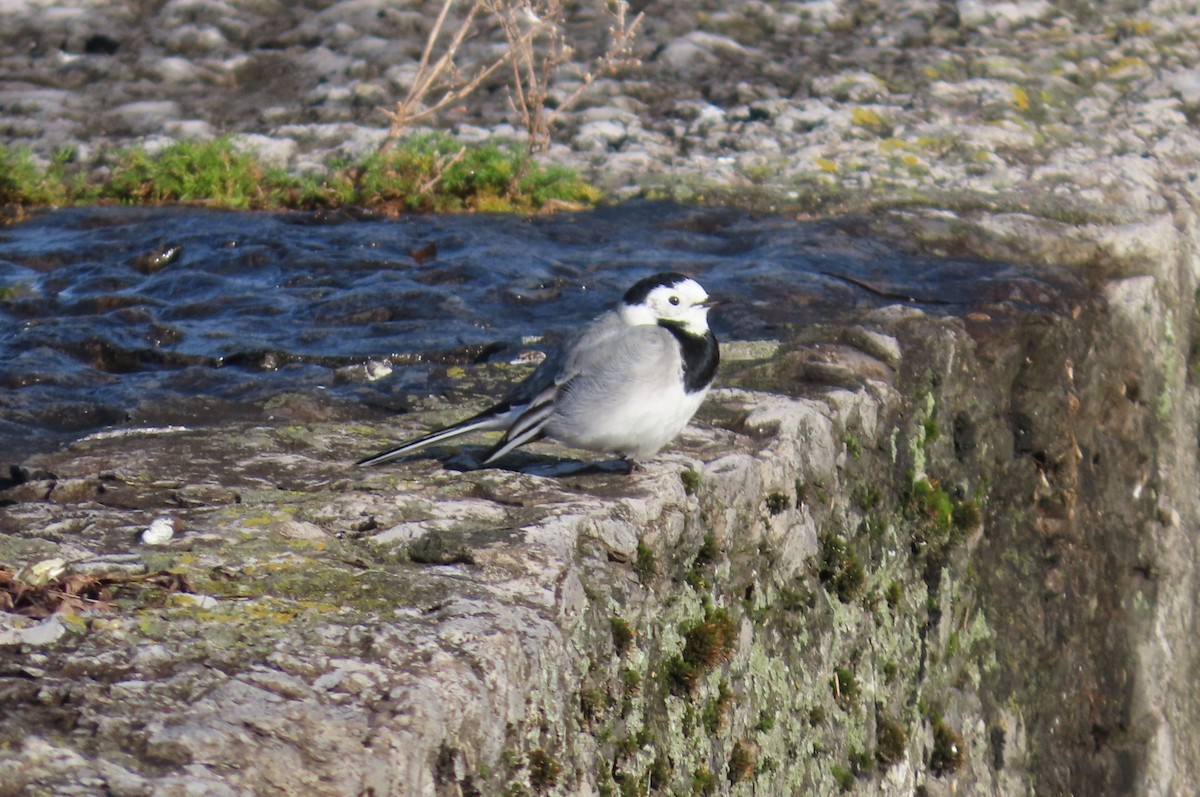 Bachstelze - ML646788353