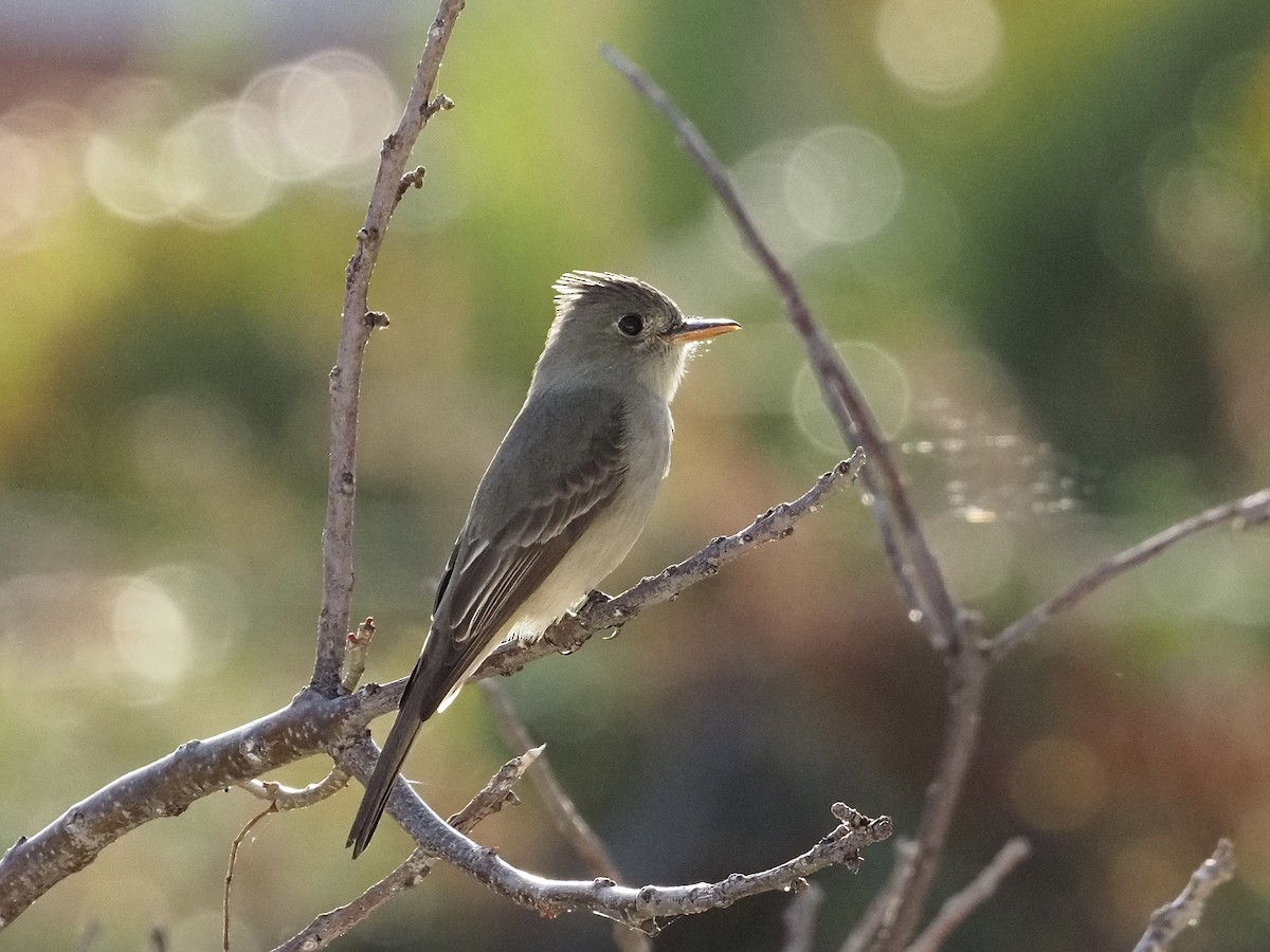 Greater Pewee - ML646788354