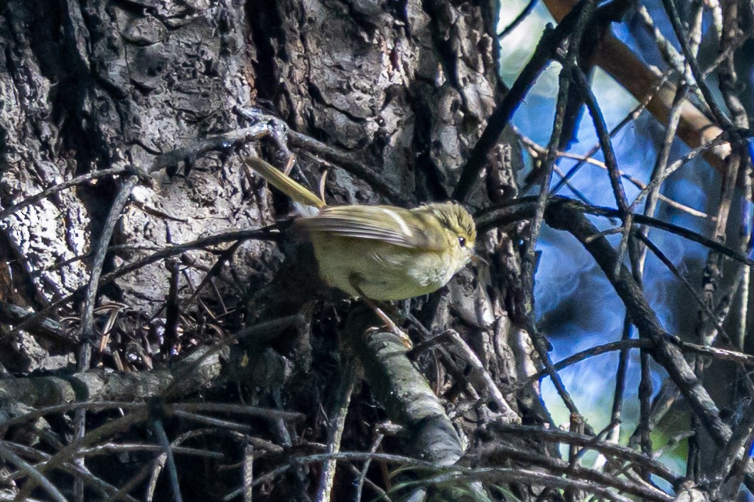 Lemon-rumped Warbler - ML646788355
