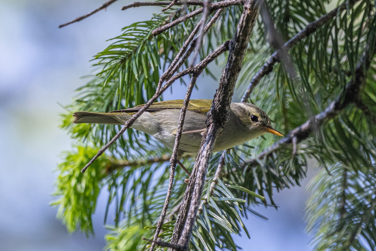budníček velkozobý - ML646788359
