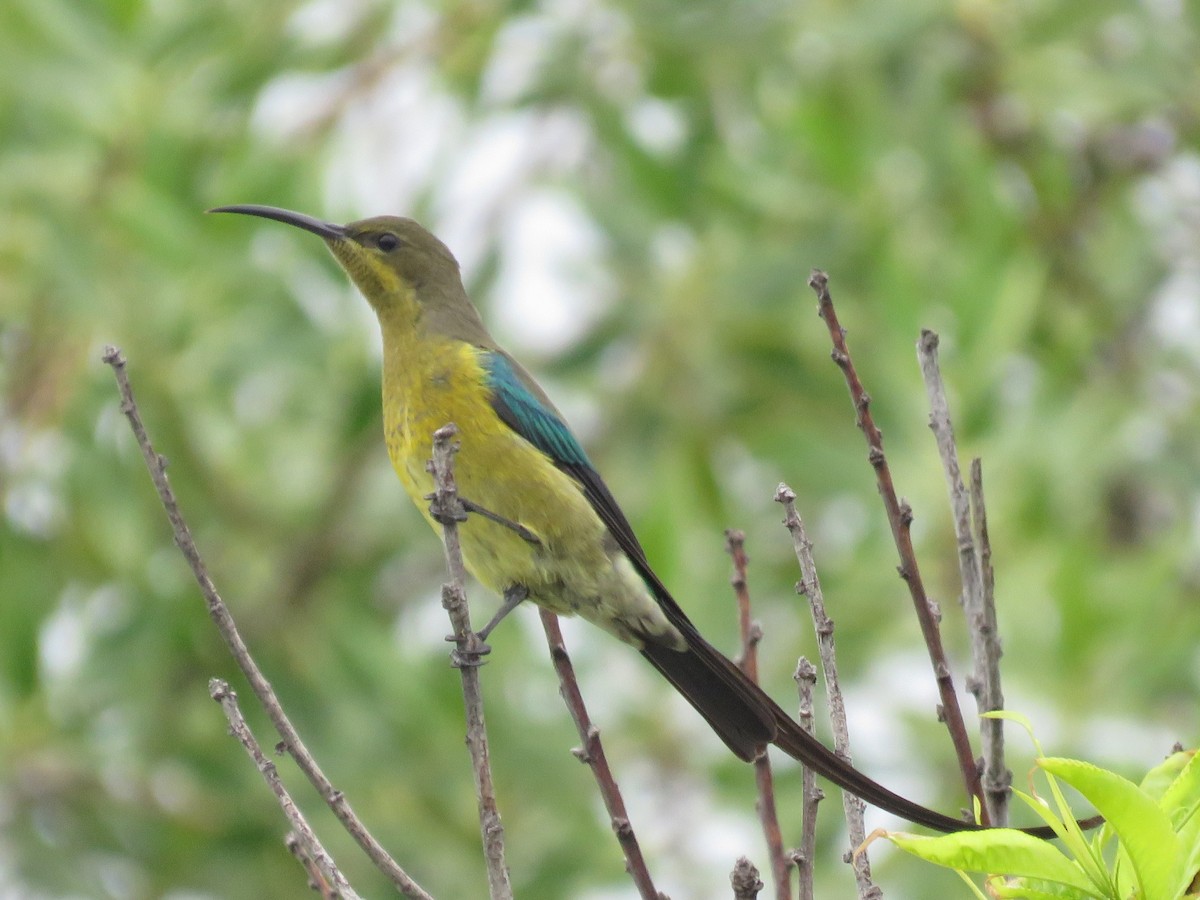 strdimil malachitový - ML646788361