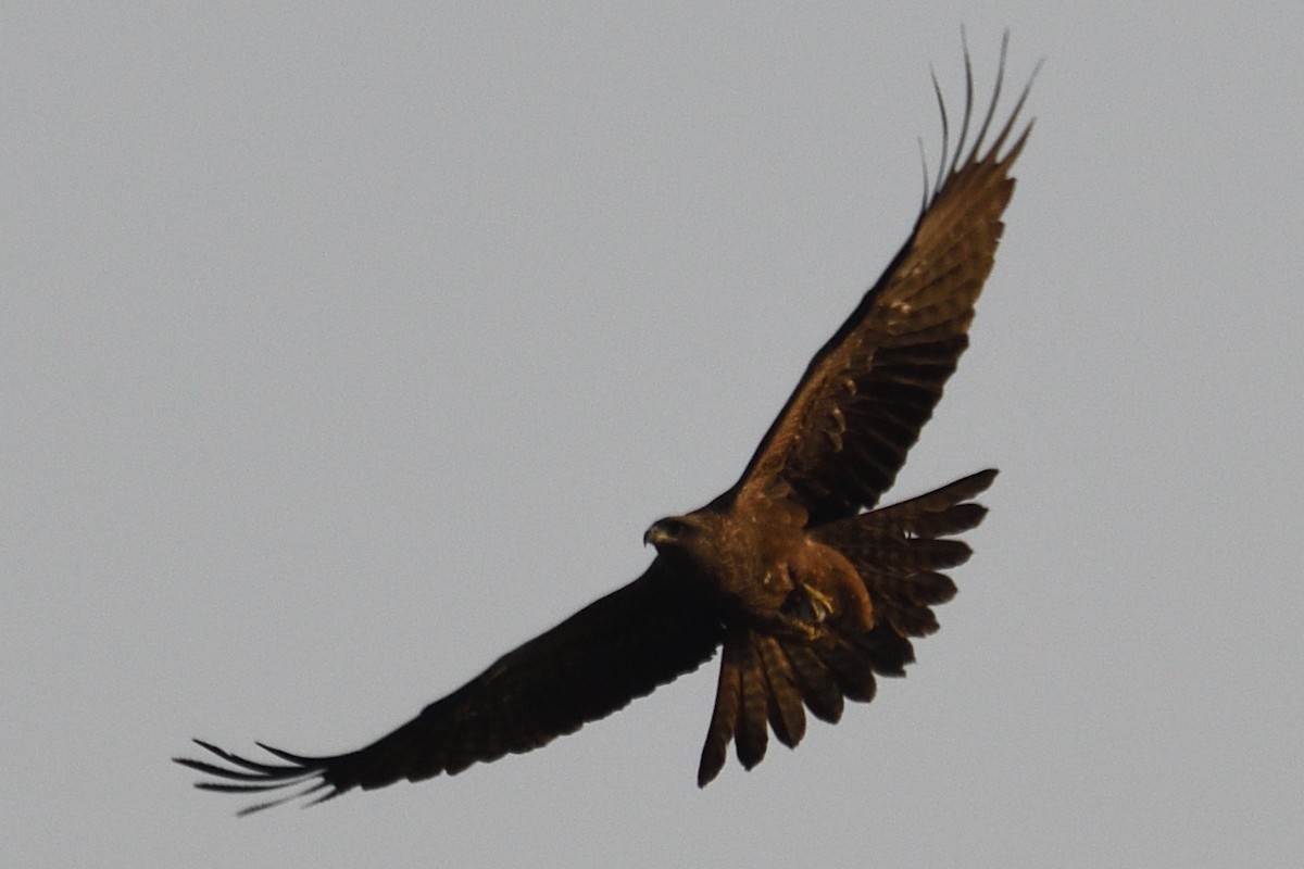 luňák hnědý - ML646788362