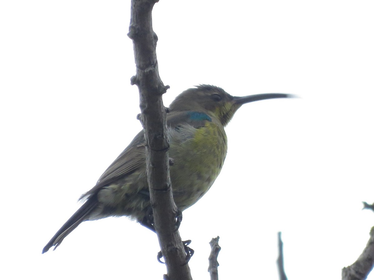 strdimil malachitový - ML646788363