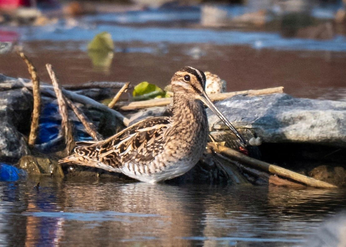 bekasina sibiřská - ML646788364