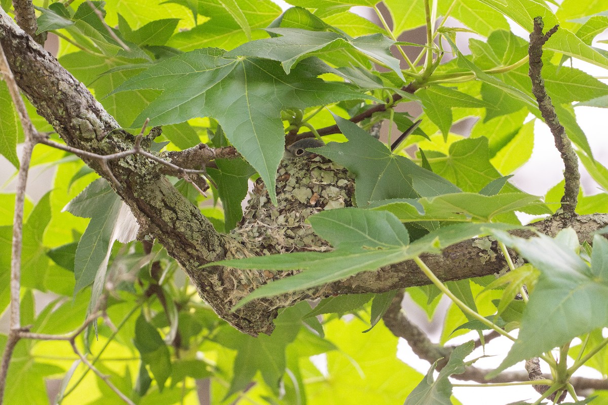 leskot modrošedý - ML646788365