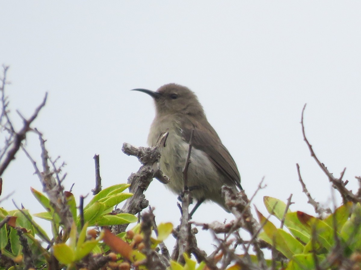 strdimil dvoupruhý - ML646788367