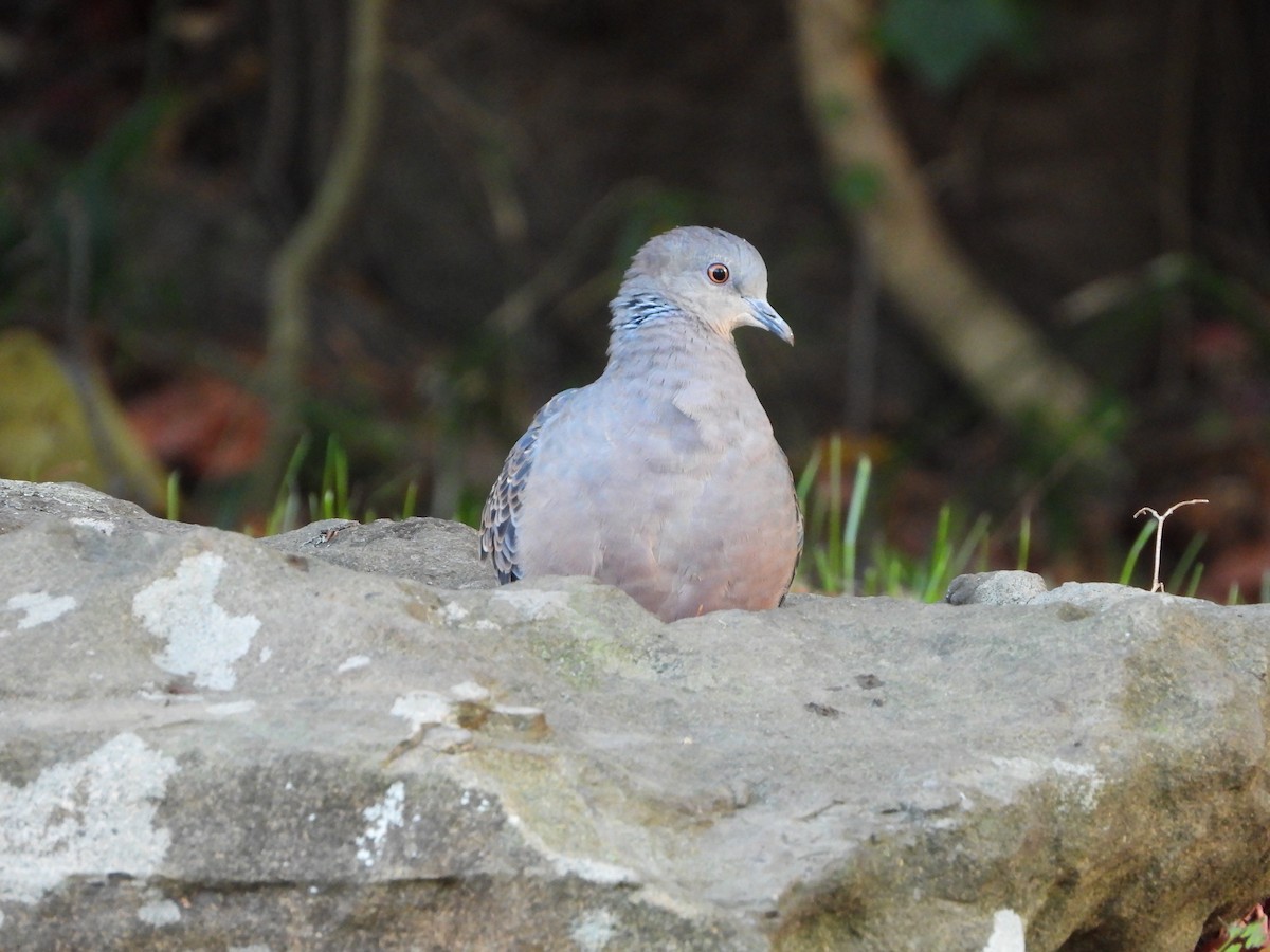 hrdlička východní - ML646788368