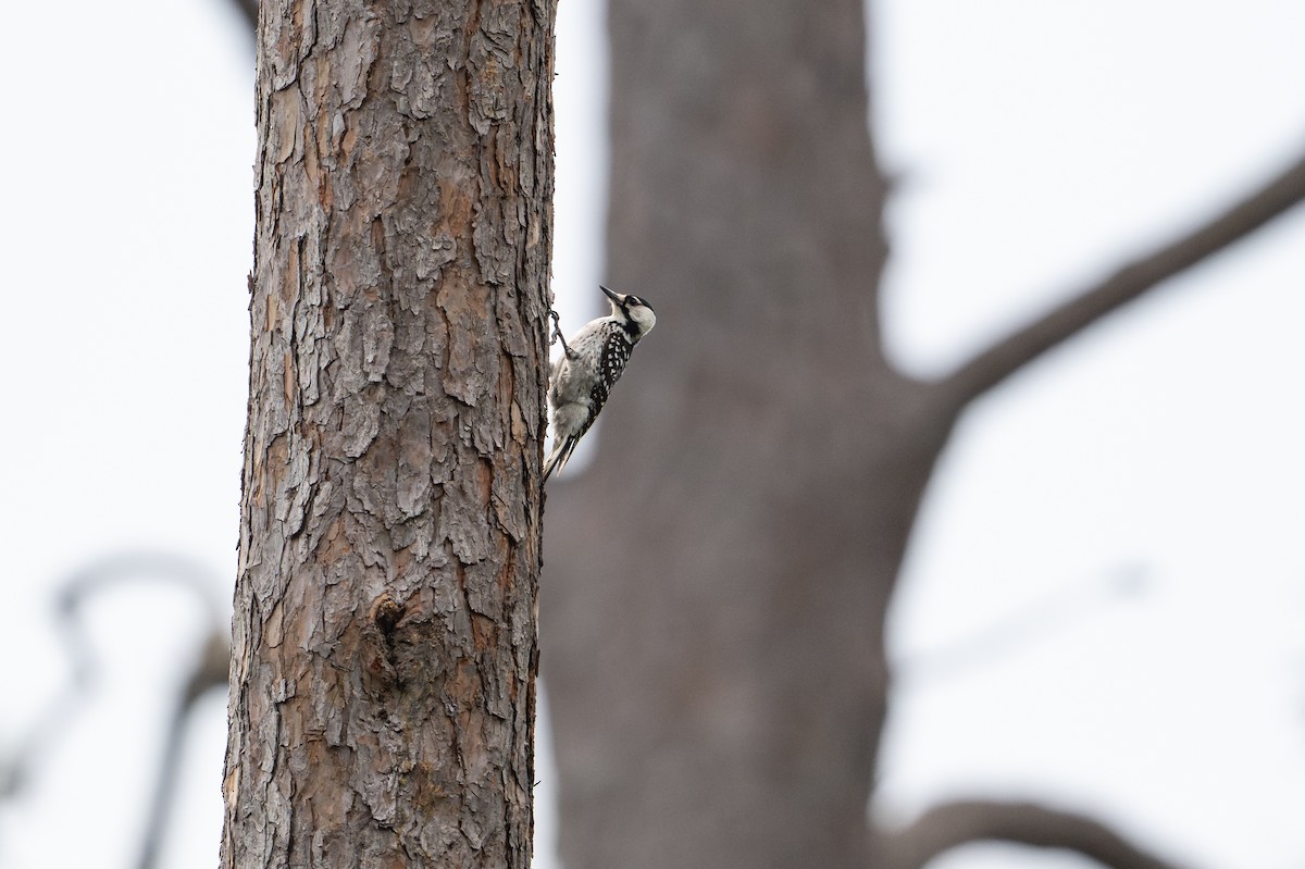 strakapoud kokardový - ML646788369