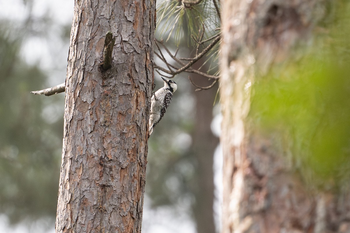 strakapoud kokardový - ML646788370