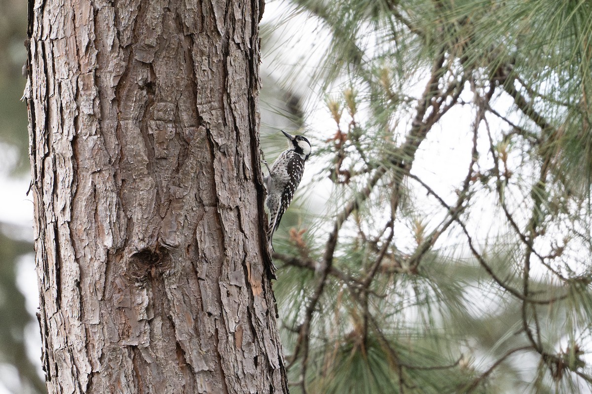 strakapoud kokardový - ML646788371