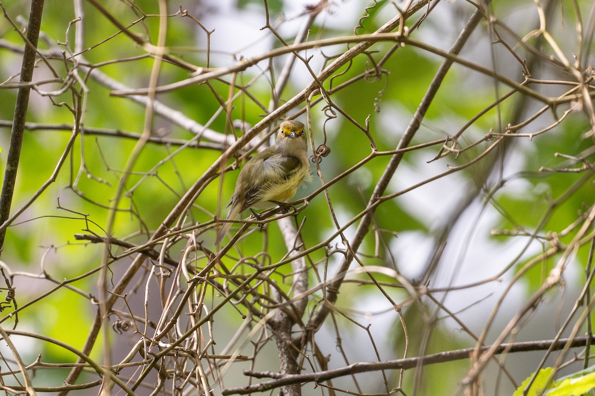 zelenáček bělooký - ML646788372
