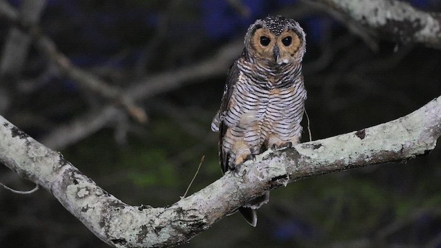 Spotted Wood-Owl - ML646788374