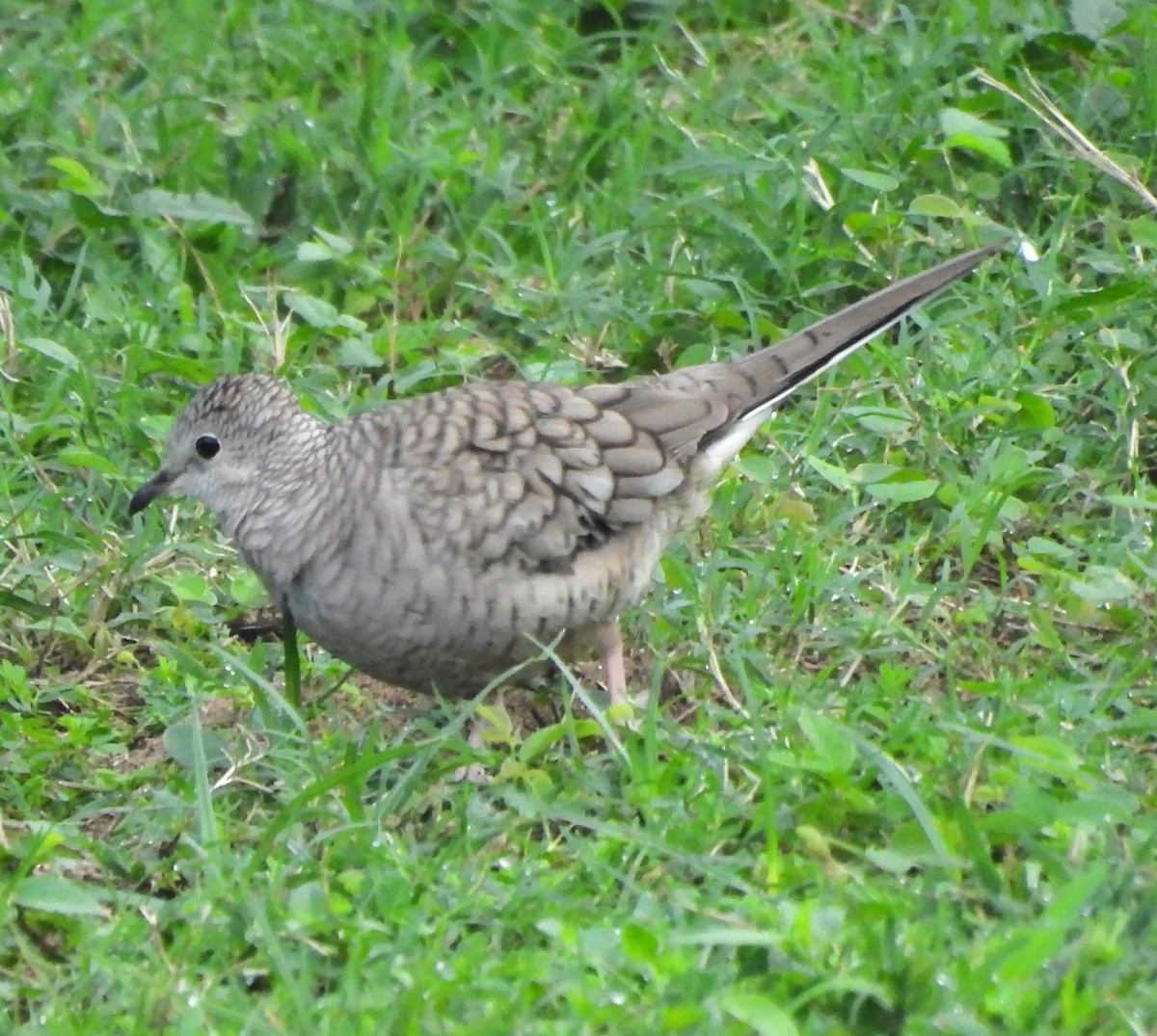 holoubek mexický - ML646788375