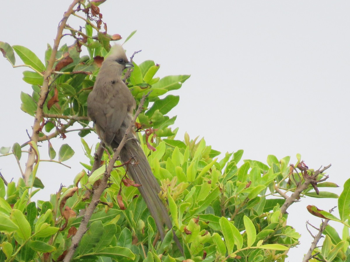 myšák hnědokřídlý - ML646788376