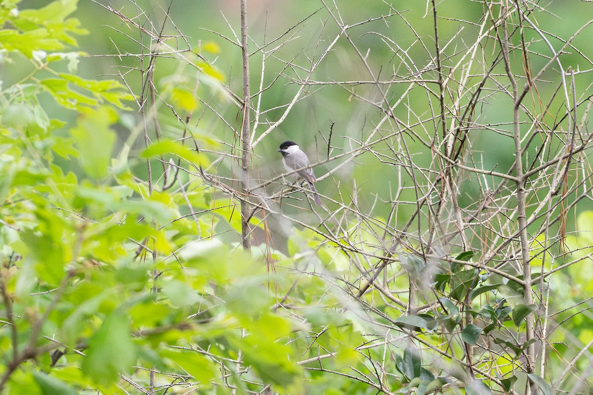 sýkora karolínská - ML646788377