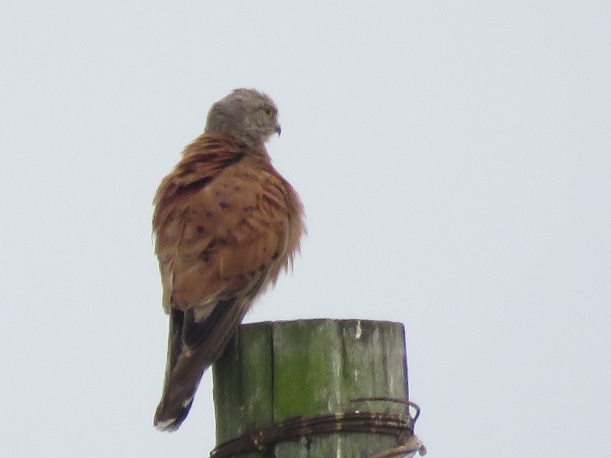 poštolka jihoafrická - ML646788378