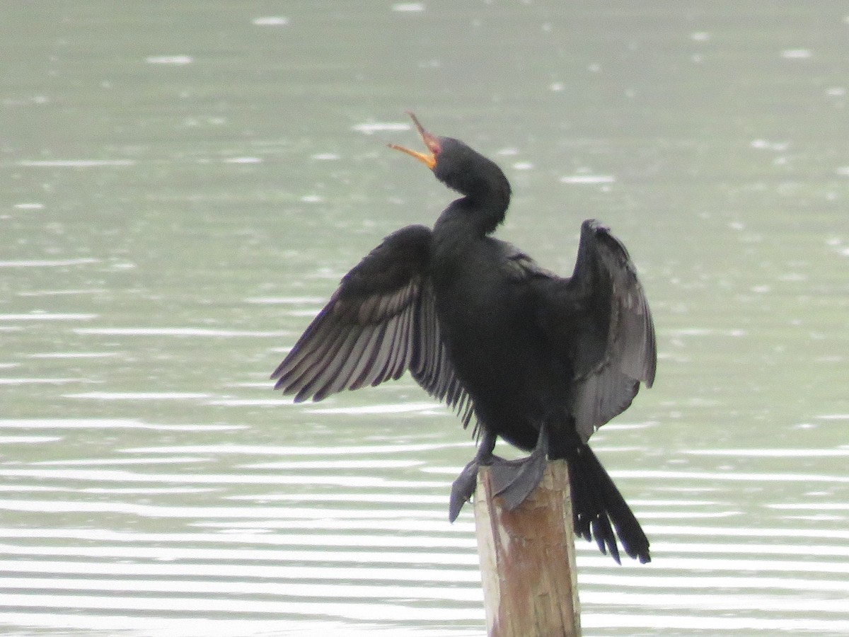 kormorán dlouhoocasý - ML646788379