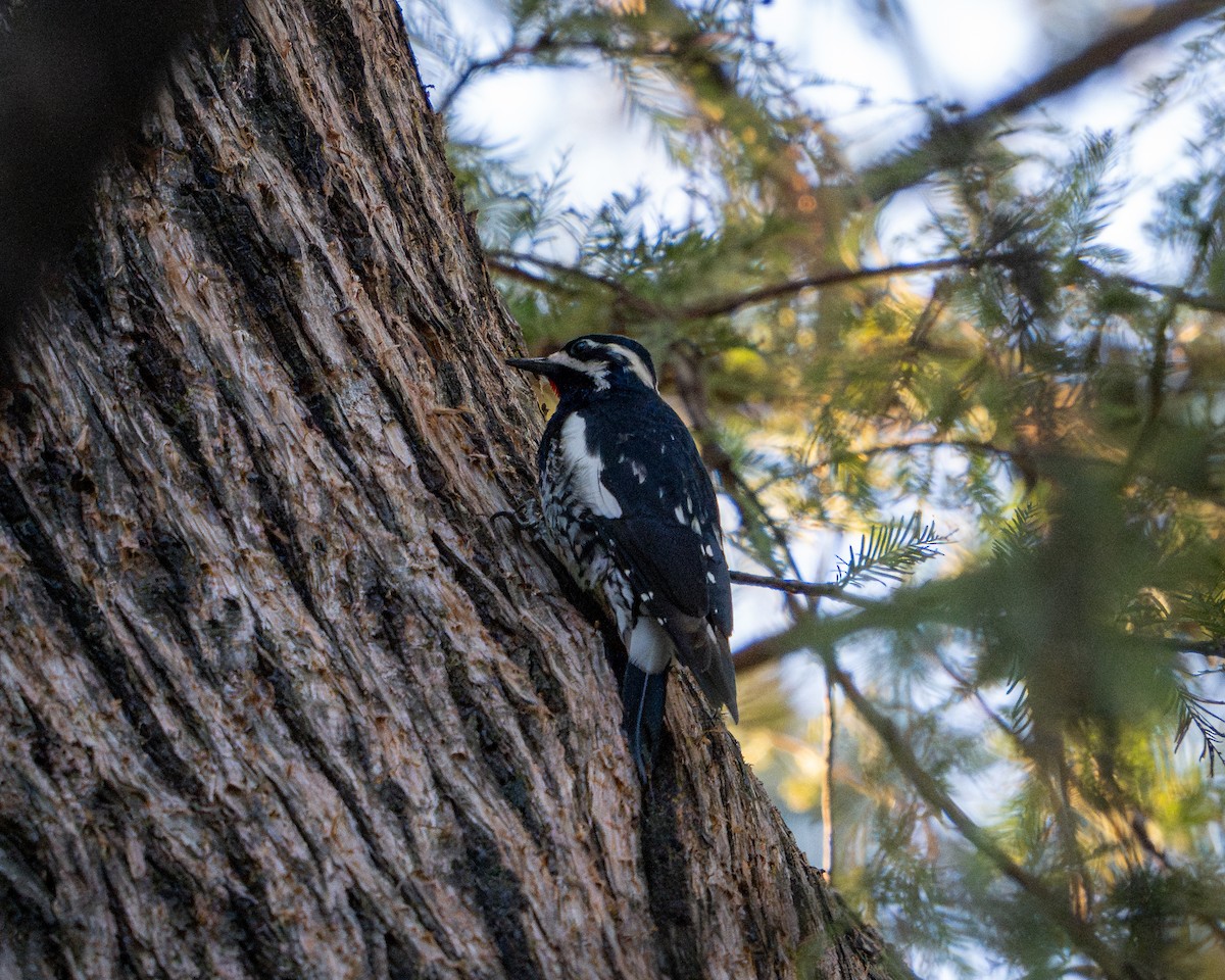 datel červenobradý - ML646788380