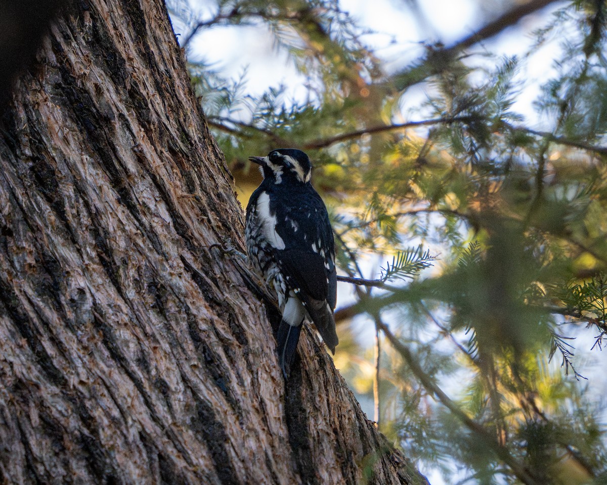 datel červenobradý - ML646788381